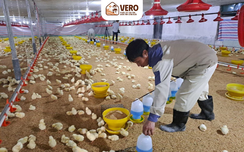 Chăn nuôi công nghệ cao mất nhiều chi phí đầu tư ban đầu