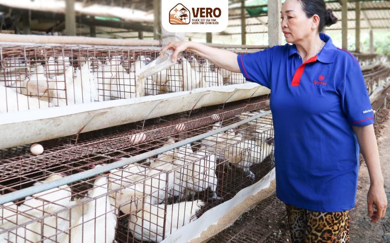 Chọn giống tốt giúp bà con tăng cao năng suất chăn nuôi