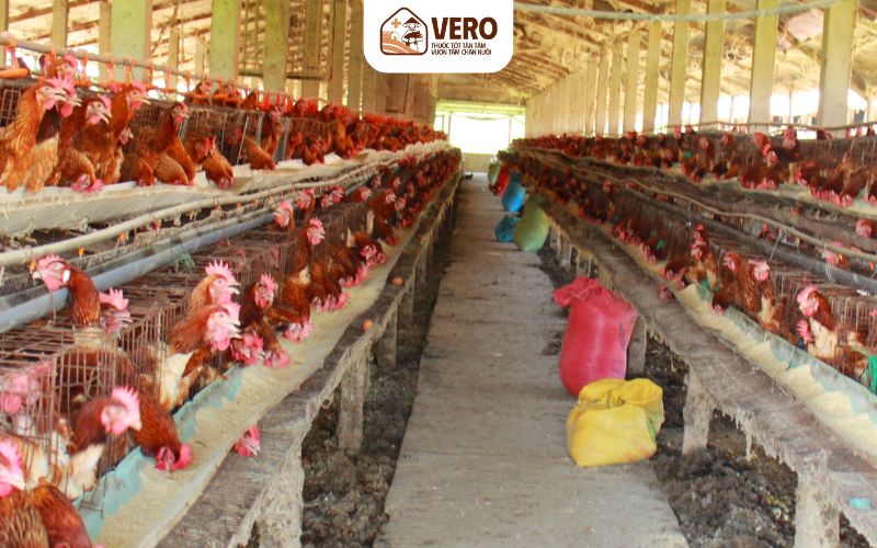 Cần đảm bảo môi trường yên tĩnh vì gà nhạy cảm với tiếng ồn