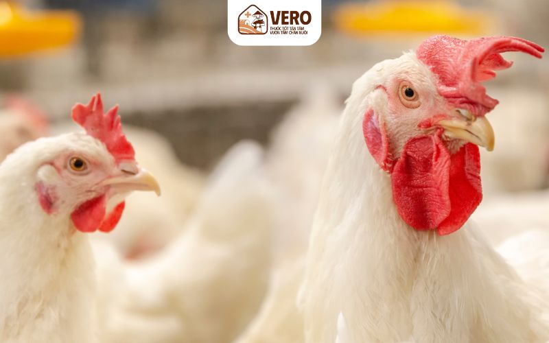 Hướng chuồng nên quay về Đông Nam để tận dụng ánh sáng