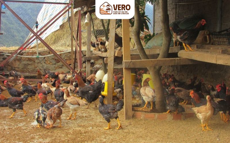 Nuôi gà bán chăn thả giúp gà săn chắc, lông vàng