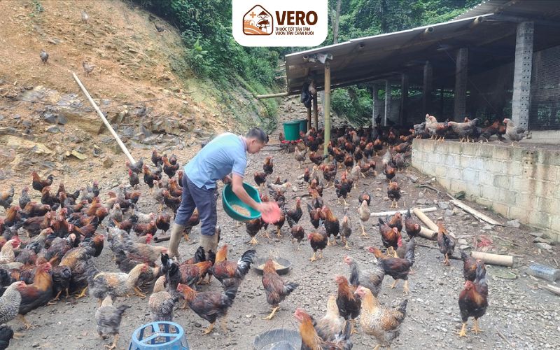 Tách nhóm gà theo khối lượng để dễ chăm sóc