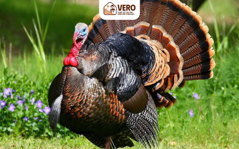 Chuồng trại cần rộng rãi, thoáng mát để gà tự do hoạt động
