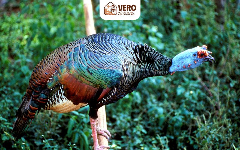 Từ 5–12 tuần tuổi, cân tăng khẩu phần ăn giàu năng lượng
