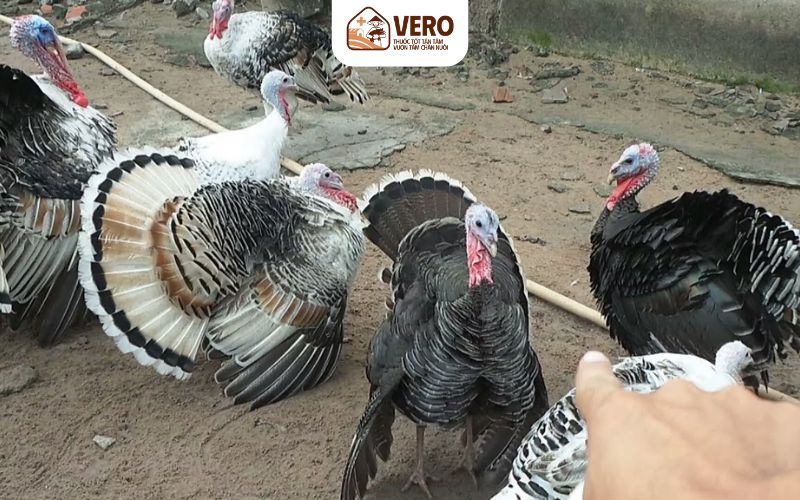 Mô hình chăn nuôi gà tây đêm lại hiệu quả kinh tế lớn