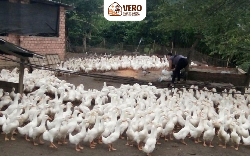 Việt Nam hiện nằm trong nhóm các quốc gia có sản lượng vịt nuôi lớn nhất châu Á