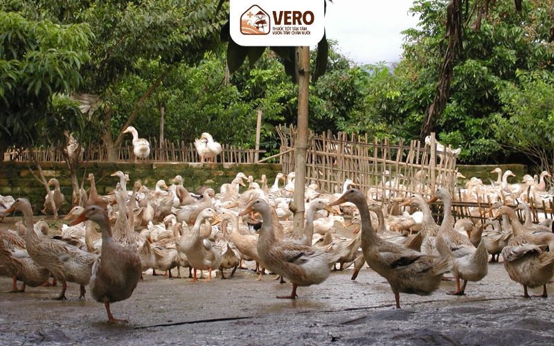 Những năm gần đây, ngành chăn nuôi vịt tăng trưởng cao