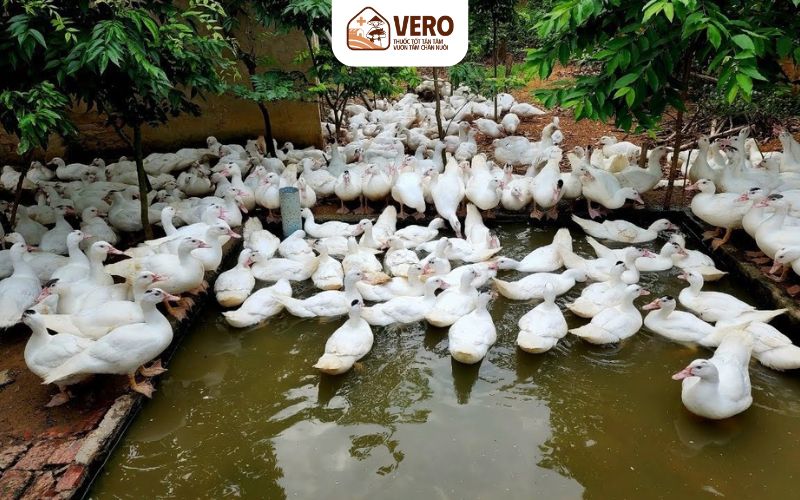 Dịch bệnh trên gia cầm là vấn đề đáng lo ngại cho chăn nuôi vịt