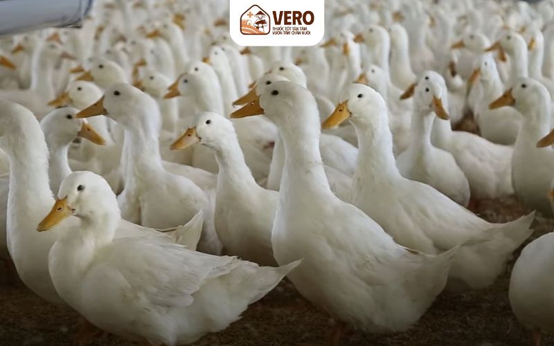 Kết hợp nuôi thủy sản và trồng lúa khi nuôi vịt