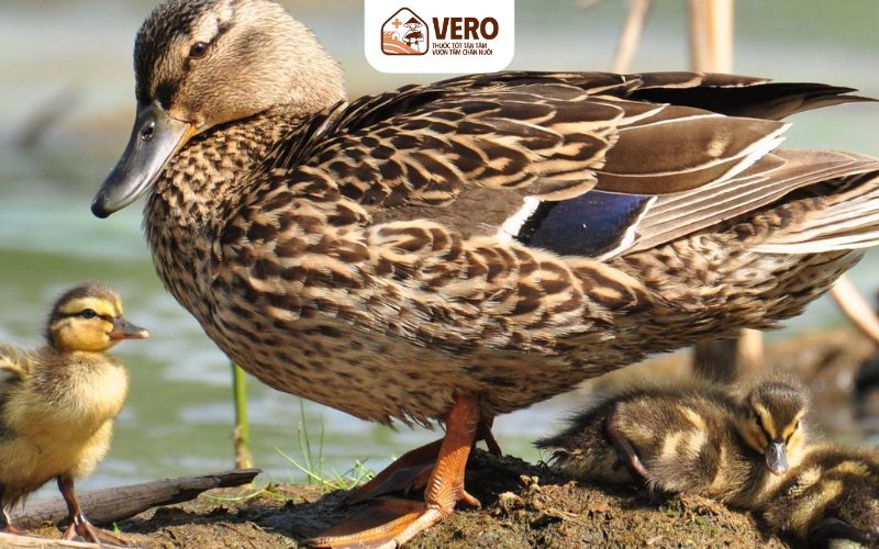 Vịt trời có khả năng thích nghi tốt với nhiều điều kiện môi trường khác nhau