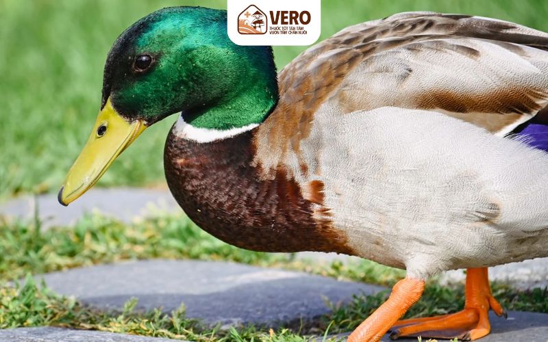 Bố trí khu vực riêng để vịt nghỉ ngơi, có mái che