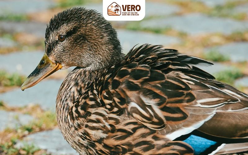 Vịt trời là loài ăn tạp, có thể tận dụng tốt nguồn thức ăn tự nhiên