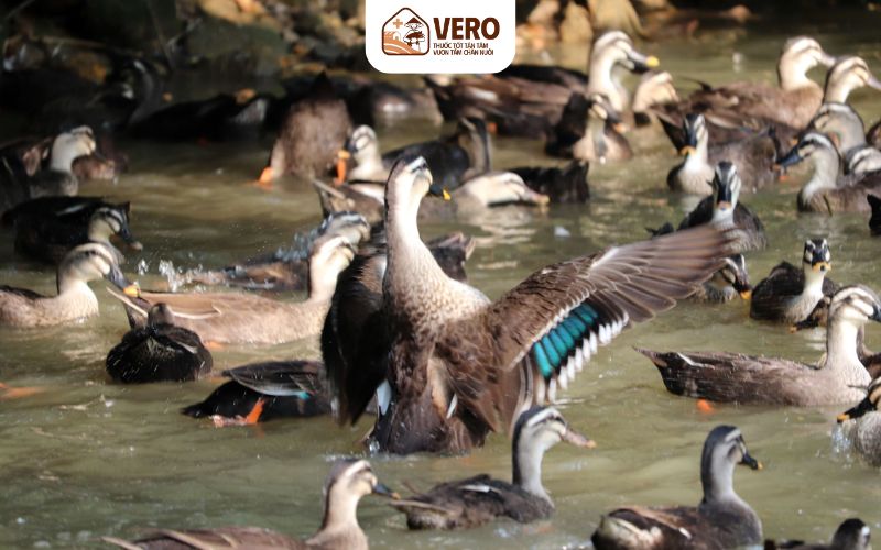 Chuồng nuôi và khu vực ao hồ cần giữ vệ sinh, không để phân tồn đọng lâu ngày