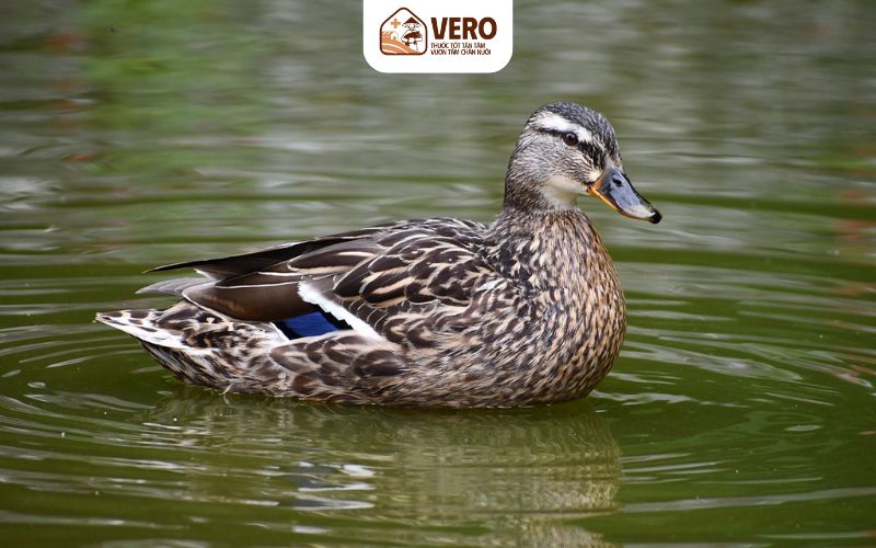 Chăn nuôi vịt trời mang lại hiệu quả kinh tế cao