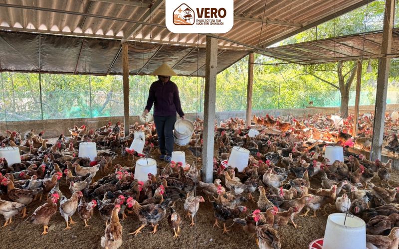 Mô hình chăn nuôi gà thịt tại Việt Nam đang phát triển rất mạnh