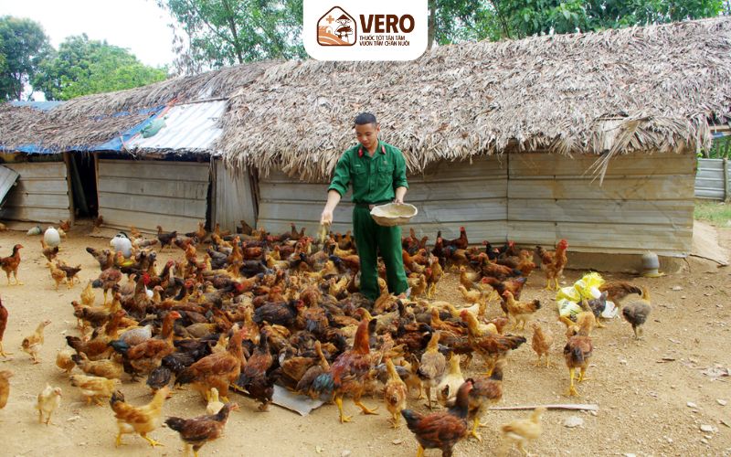 Cần chọn giống gà khỏe mạnh, nhanh nhẹn để gà phát triển tốt
