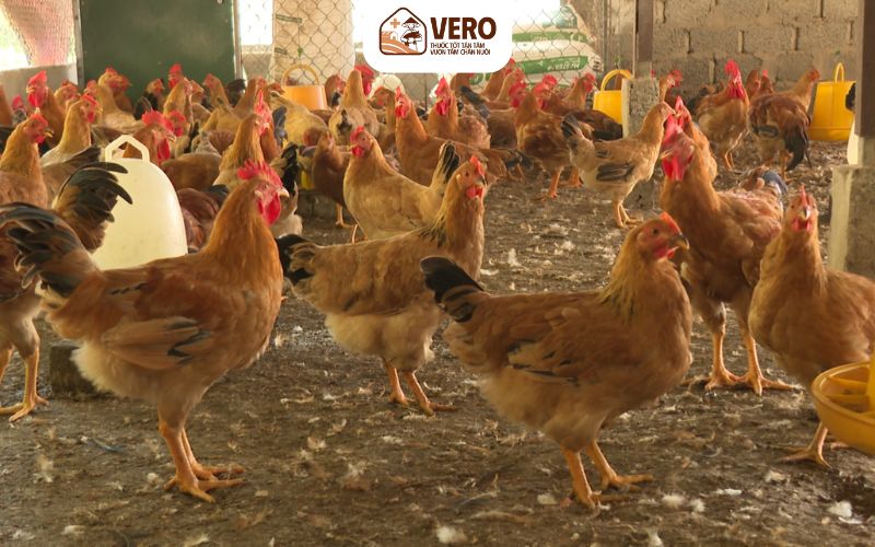 Chú ý chế độ dinh dưỡng để gà phát triển đồng đều