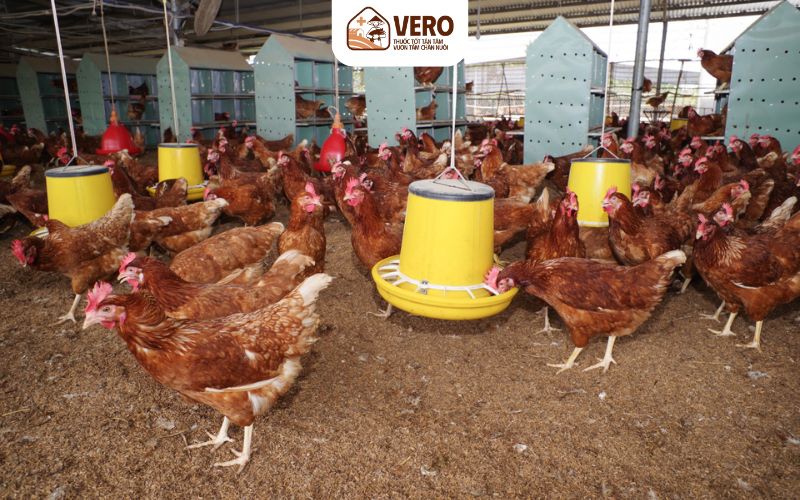 Mô hình chăn nuôi gà thịt mang lại hiệu quả kinh tế cao và bền vững