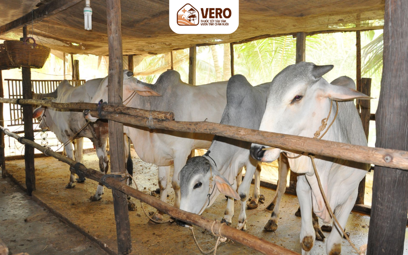 Cần đảm bảo khẩu phần cân đối giữa thức ăn thô, xanh và tinh.