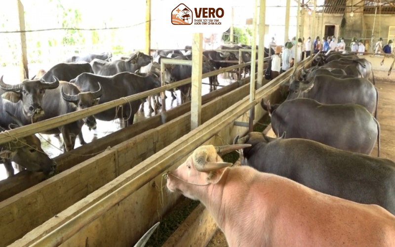 Cần nắm rõ chu kỳ động dục để lấy giống phù hợp
