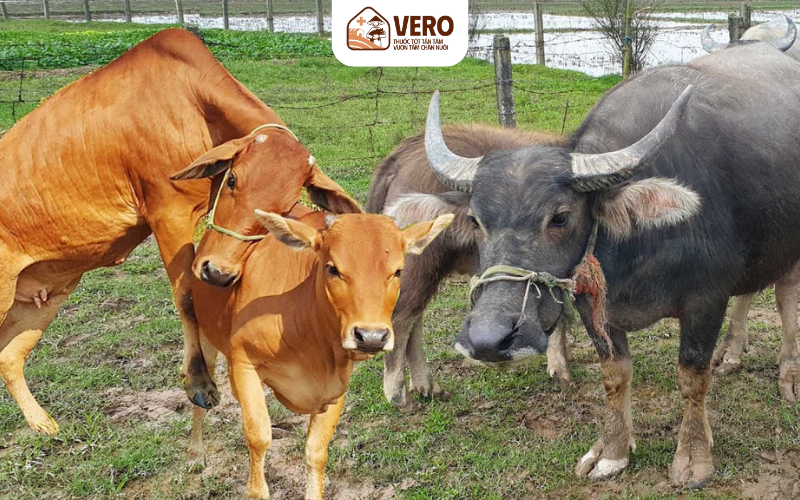 Chăn nuôi trâu bò sinh sản mang lại lợi nhuận lớn cho bà con