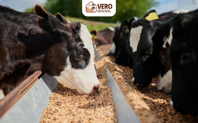 Khoáng hữu cơ giúp cải thiện hiệu quả chuyển hóa thức ăn