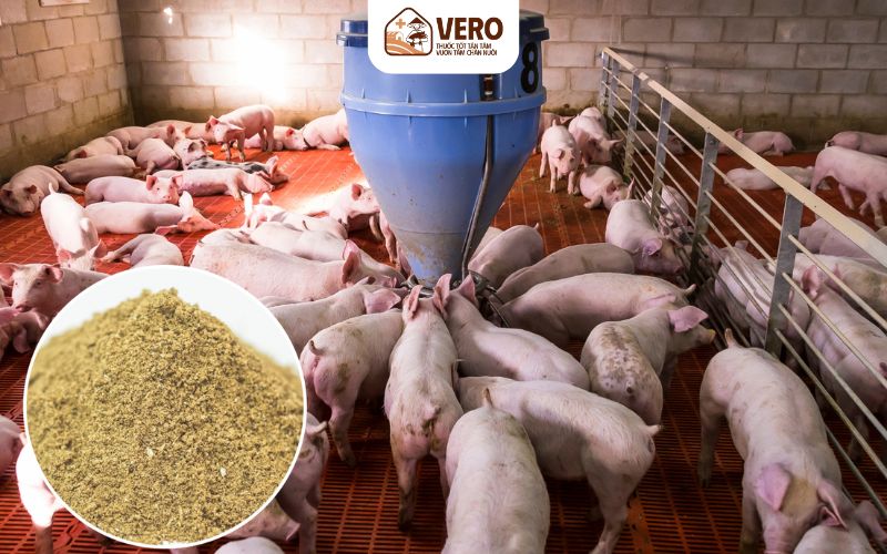 Khoáng hữu cơ giúp đàn heo ăn khỏe, lớn đều