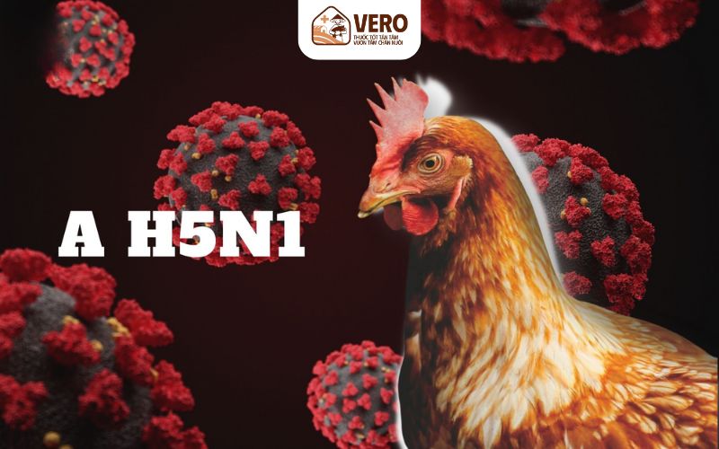 Cần nhận biết sớm triệu chứng bệnh cúm gia cầm ở gà