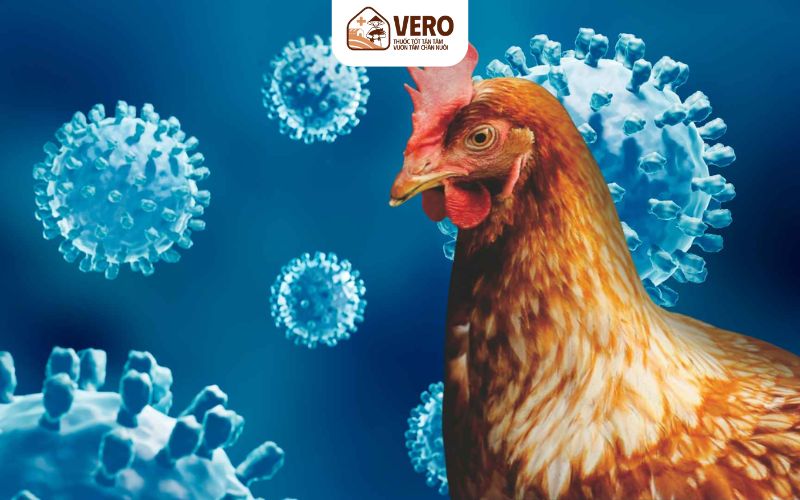 Giai đoạn đầu, gà thường ủ rũ, kém ăn