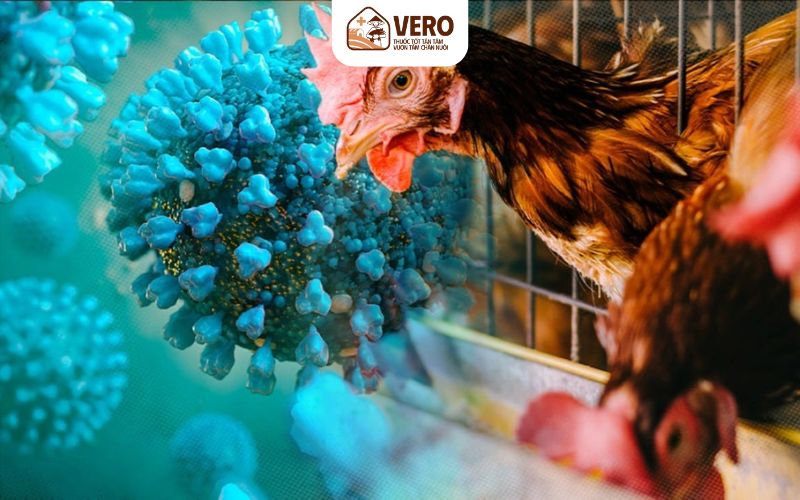 Cúm gia cầm có tốc độ lây lan rất nhanh