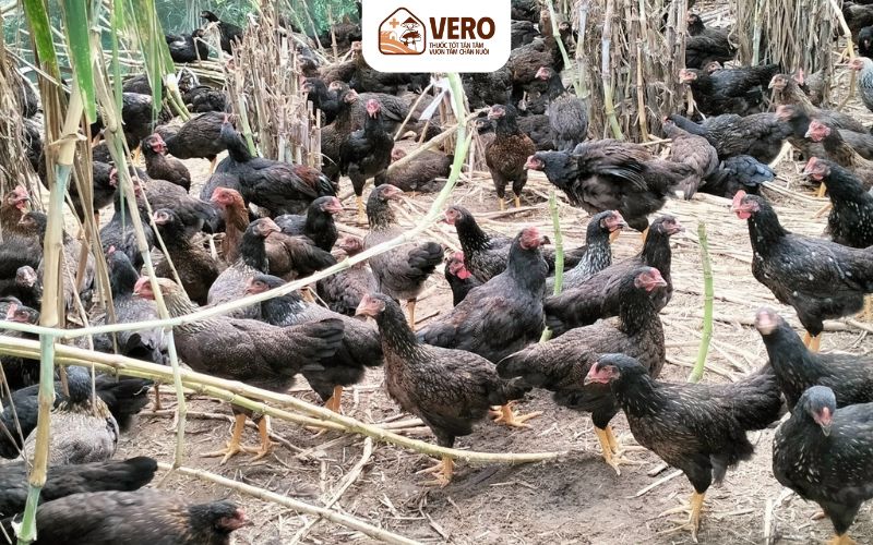 Chuồng trại cần khô ráo, thông thoáng