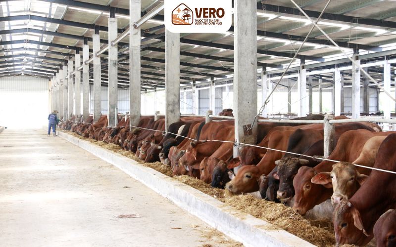 Cần tuần thủ an toàn sinh học khi sử dụng phụ phẩm chăn nuôi