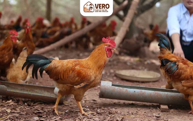 Chuồng trại ẩm thấp, không thông thoáng
