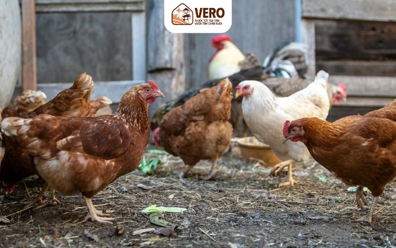 Đảm bảo chuồng trại sạch sẽ, khô ráo