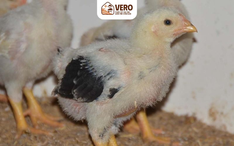 Bệnh ký sinh trùng ở gà chiếm dinh dưỡng vật chủ