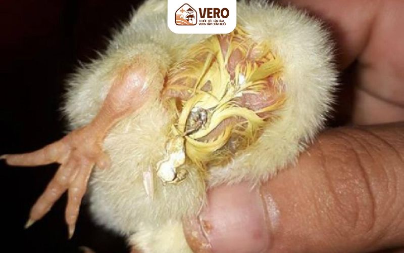 Bệnh thương hàn ở gà do vi khuẩn Salmonella Gallinarum gây ra
