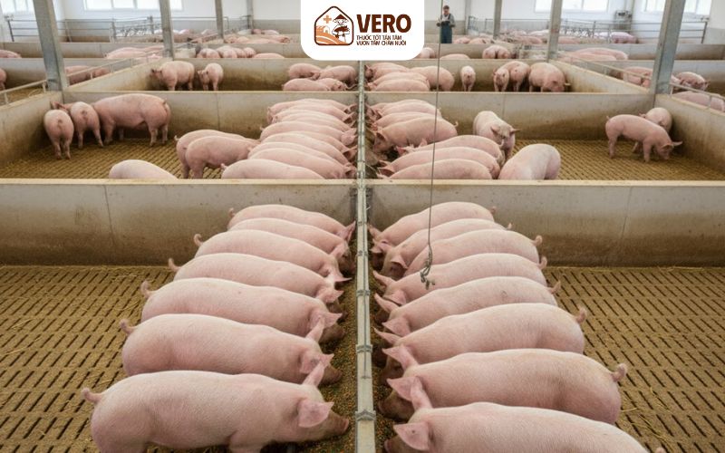 Quản lý khẩu phần ăn đủ chất và lượng