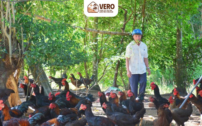 Hộ nuôi nhỏ lẻ chiếm hơn 60% về sản lượng thịt, trứng