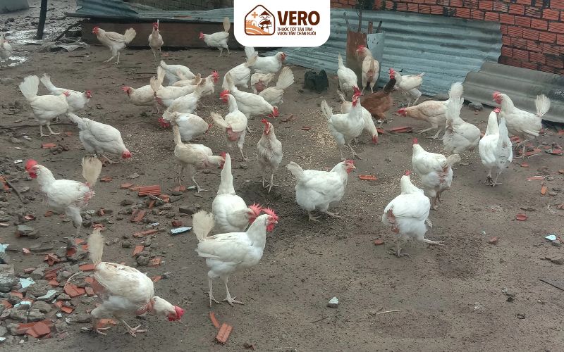 Hộ nuôi nhỏ lẻ thường thiếu kiến thức chăn nuôi bài bản
