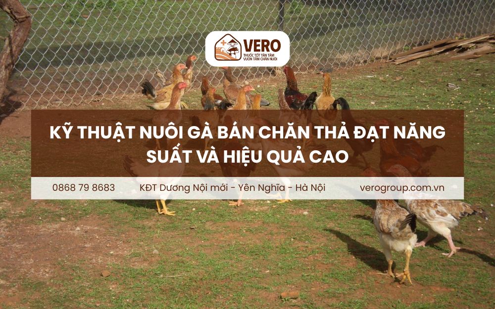 Kỹ thuật nuôi gà bán chăn thả