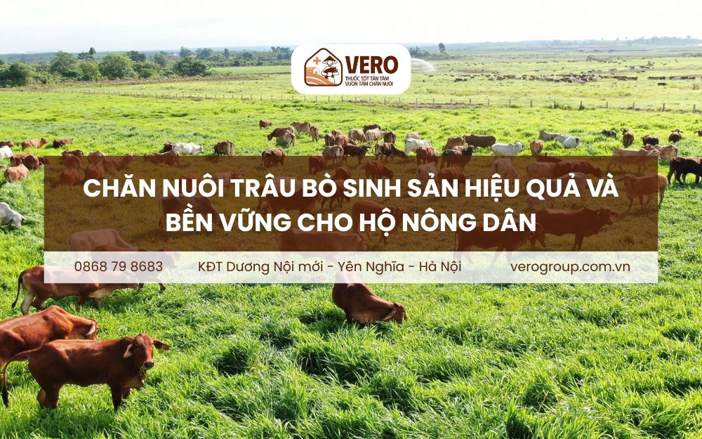 Chăn nuôi trâu bò sinh sản