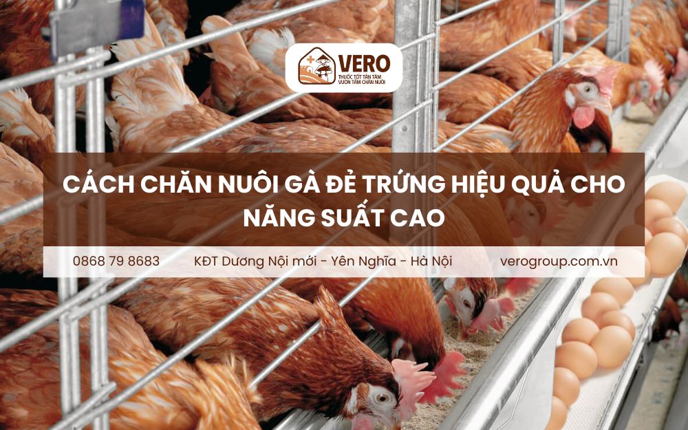 Cách chăn nuôi gà đẻ trứng