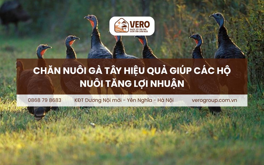 Chăn nuôi gà tây hiệu quả giúp các hộ nuôi tăng lợi nhuận