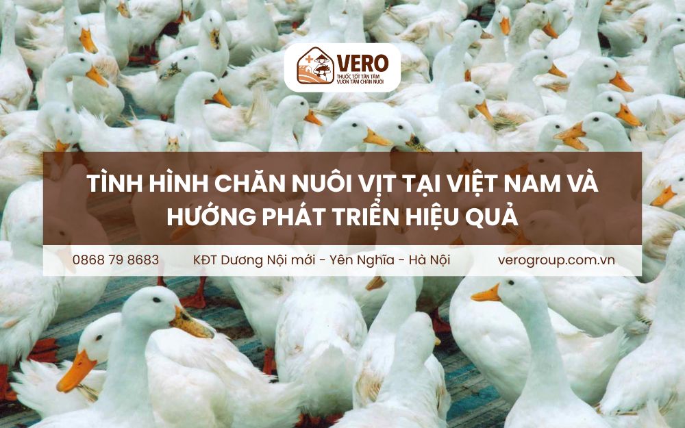 Tình hình chăn nuôi vịt tại Việt Nam và hướng phát triển hiệu quả