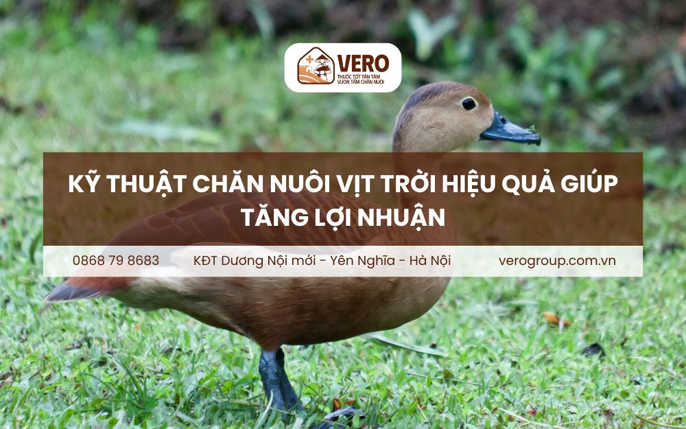 Kỹ thuật chăn nuôi vịt trời hiệu quả giúp tăng lợi nhuận