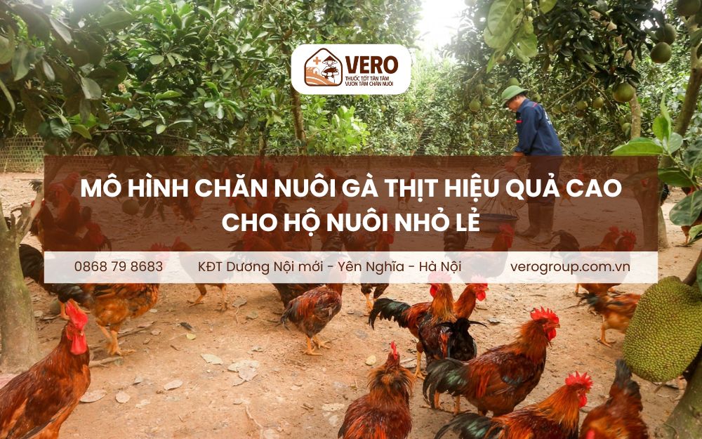 Mô hình chăn nuôi gà thịt