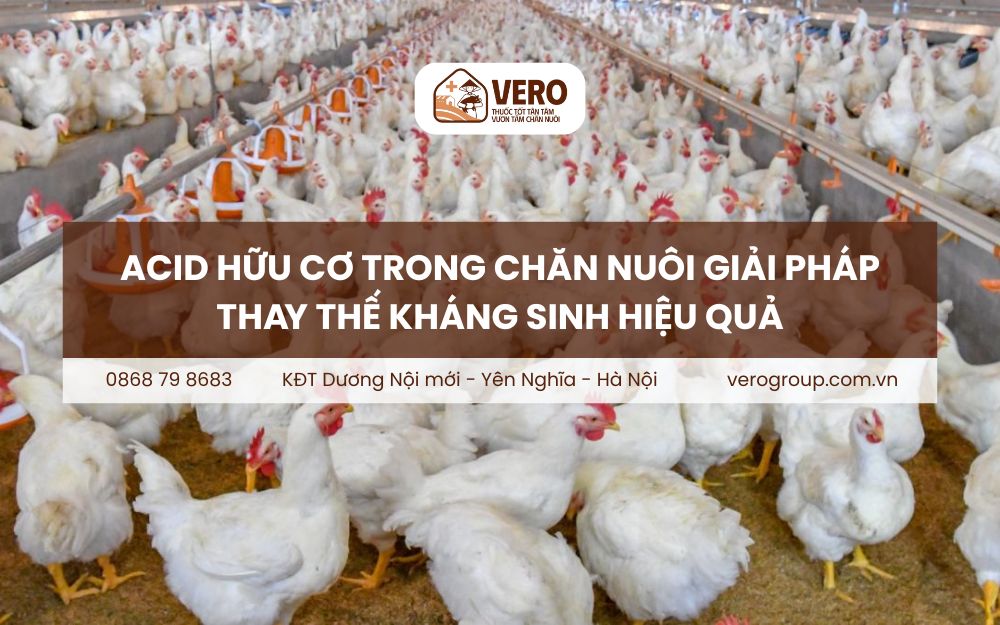 Acid hữu cơ trong chăn nuôi
