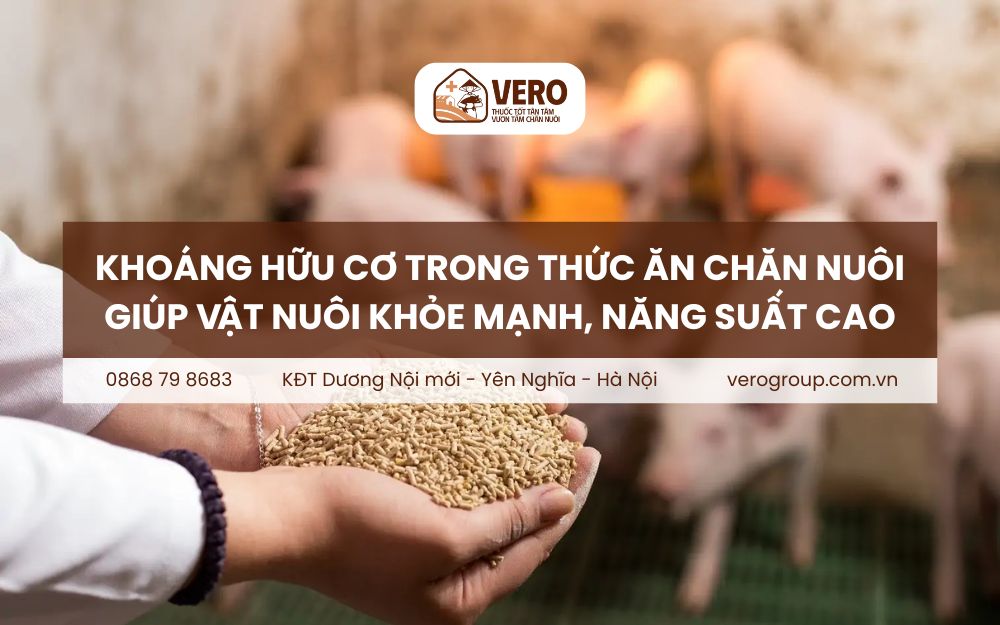 Khoáng hữu cơ trong thức ăn chăn nuôi