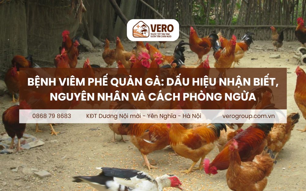 Bệnh viêm phế quản gà