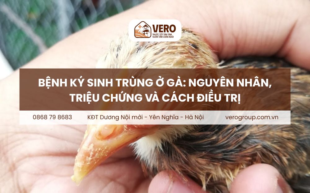Bệnh ký sinh trùng ở gà